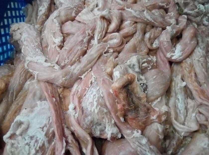 Pork rectum intestine